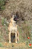 MALINOIS 227